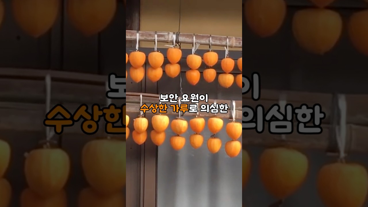 배 속에 돌이 생긴다던 떫은 감을 한국이 말리자 외국 공항이 붙잡아 버린 이유