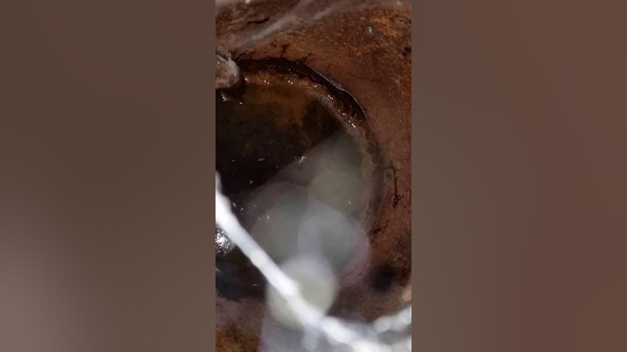 mouse chewing its way out steel barrel YouTube