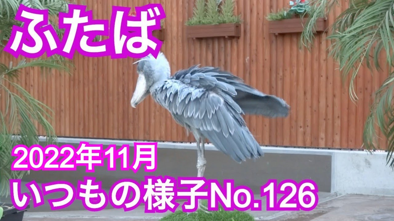 ハシビロコウふたば★2022年11月★いつものふたばちゃんNo.126★掛川花鳥園★shoebill Futaba★Japan - YouTube