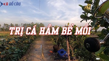 Cá lóc bán tự nhiên Mộc Hóa - Long An/ trị cá lóc bể mồi và cái kết [phần 1]
