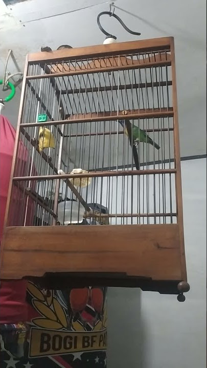 Cucak kinoy si kecil bersuara merdu