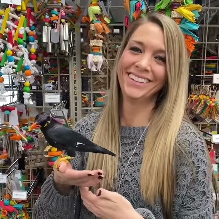 Greater Indian Hill Mynah - Hand Tame Baby