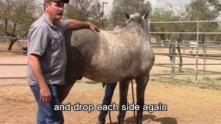 Farrier Position Hind Leg Release