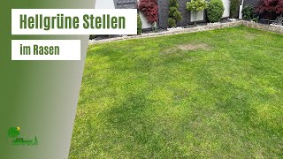 Hellgrüne Stellen, Flecken im Rasen | Poa Annua entfernen | Rasensamen für Lehmboden
