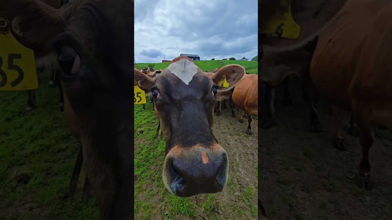 Ganito kagaling ang mga baka na inaalagaan ko dito sa New Zealand.