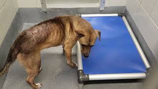 acs A669062