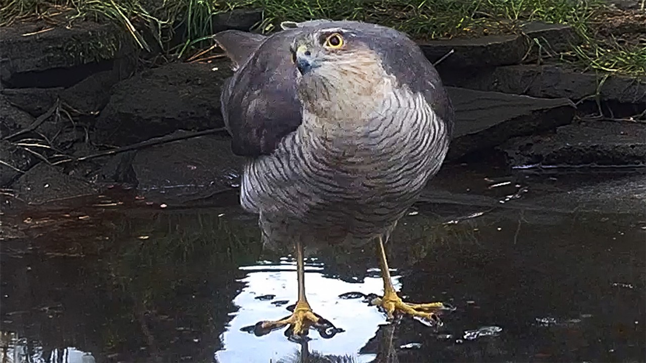 Sparrowhawk Takes a Spin Round Icy Pond | Discover Wildlife | Robert E Fuller