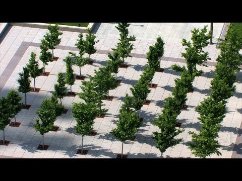 Video: Japanse Scharlaken (29 Foto's): Beschrijving, Verzorging En Aanplant. Bagryannik In Landschapsontwerp, 