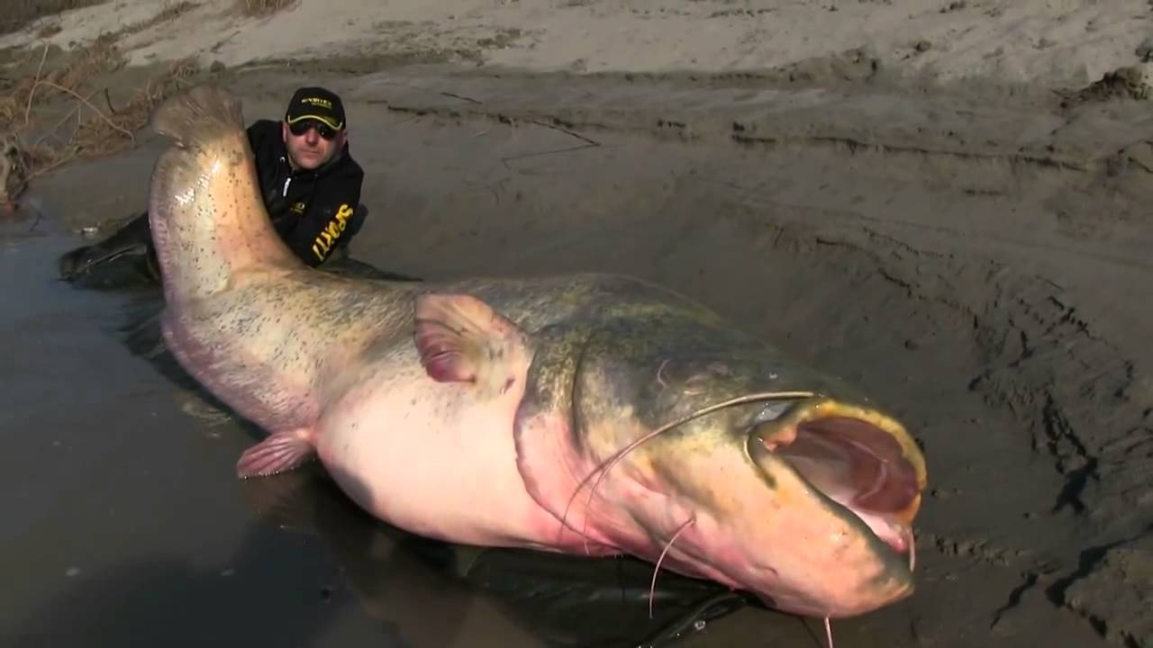 Where is the largest catfish Where is the largest catfish