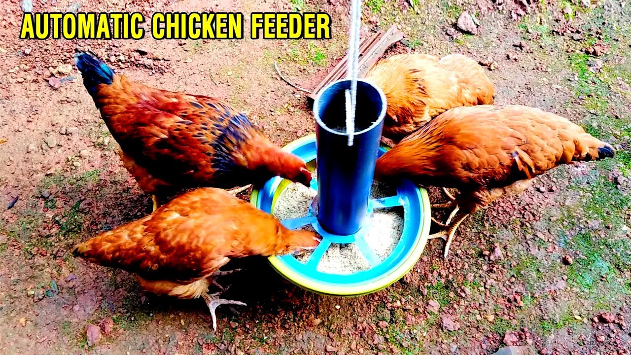 Easy Way to Make Automatic Chicken Feeder | DIY Chicken Feeder - YouTube