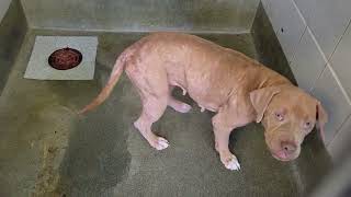 acs A650685