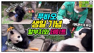 [Omniscient grandpa viewpoint] Today is Fubao's birthday Please watch Fubao│Everland Panda Fubao
