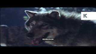 Wolf Pack at Night, 1980s Horror, HD from 35mm screenshot 4