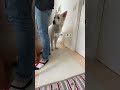 ホワイトシェパードのれお。パパの仕事に一緒に行きたい！#shorts