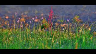 Earth Reading 1-28-26 Refinement Through Awareness Momentum With Discernment