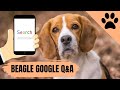 Top Googled questions about Beagles
