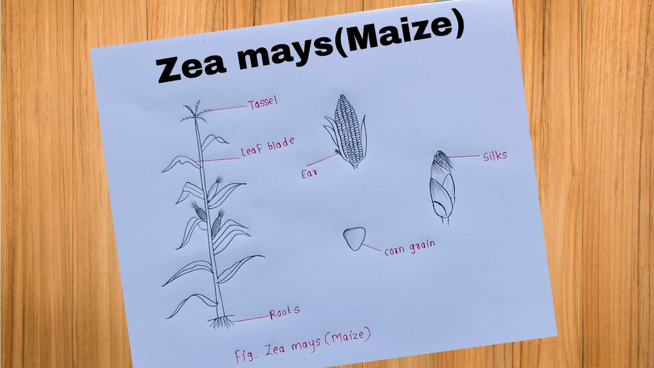 How To Draw Zea Mays (Maize) Diagram /Zea mays Plant | Zea mays Diagram 