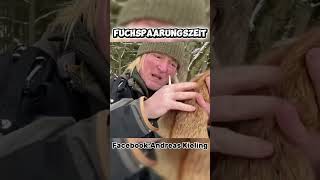 Fuchs Paarungszeit (2)