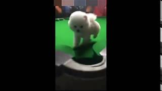 Funny Dog Videoghost Know What I Experienced What A Silly, Good Meng