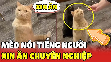 Chú mèo biết nói tiếng Việt đi vào bàn nhậu để xin miếng cá😂😂| Yêu Lu