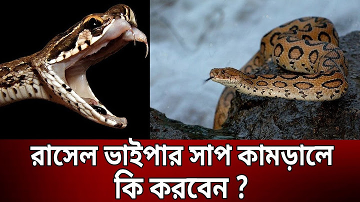 পদ্মার তীরে রাসেল ভাইপার সাপ ; আসছে ঢাকায় | Russell Viper in Dhaka | Bangla News | Mytv News