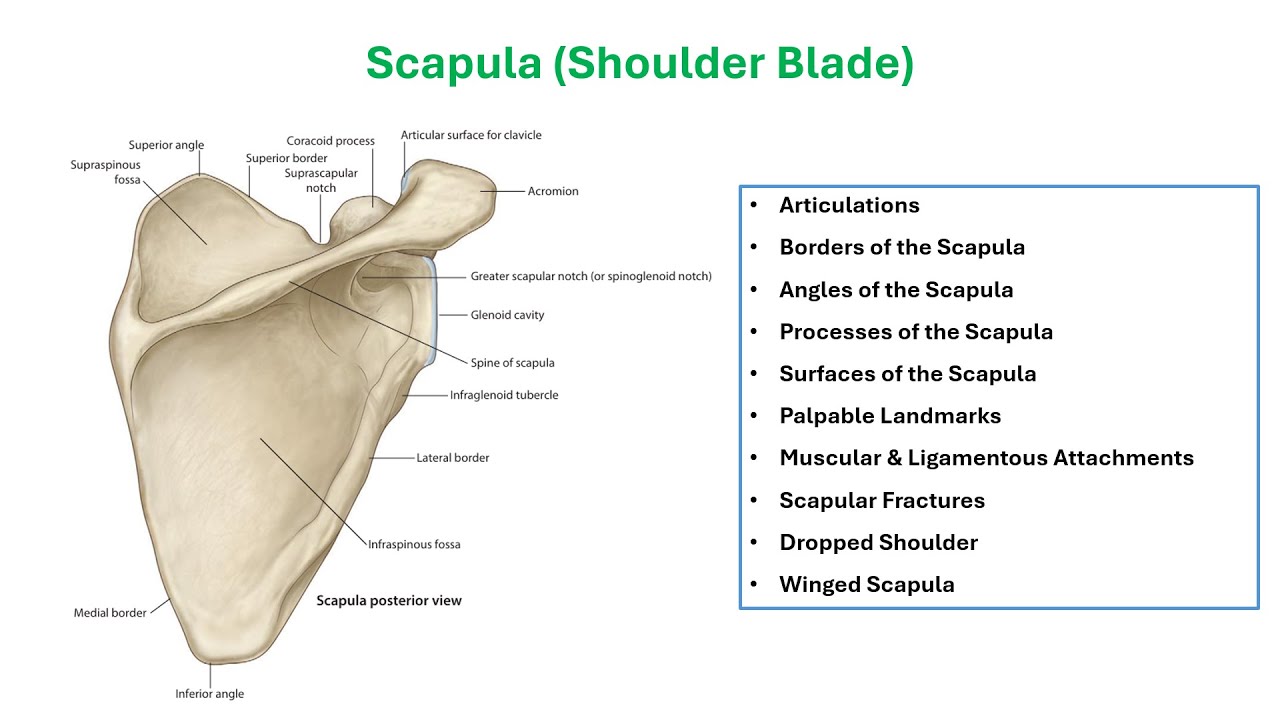 🦴 Osteology of the Scapula | Anatomy Made Simple