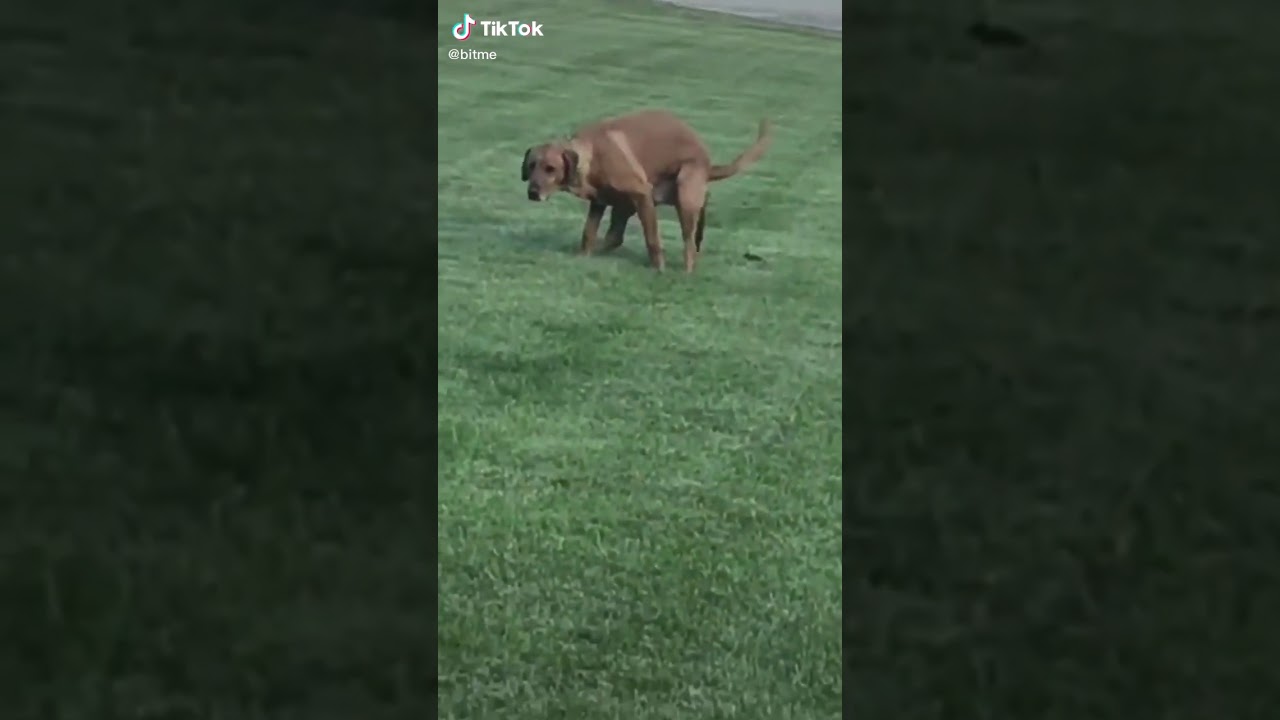 Funny Short video 