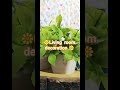 #shorts #shortvideo #ytshorts #decoration #flipkart #messho #viral #views