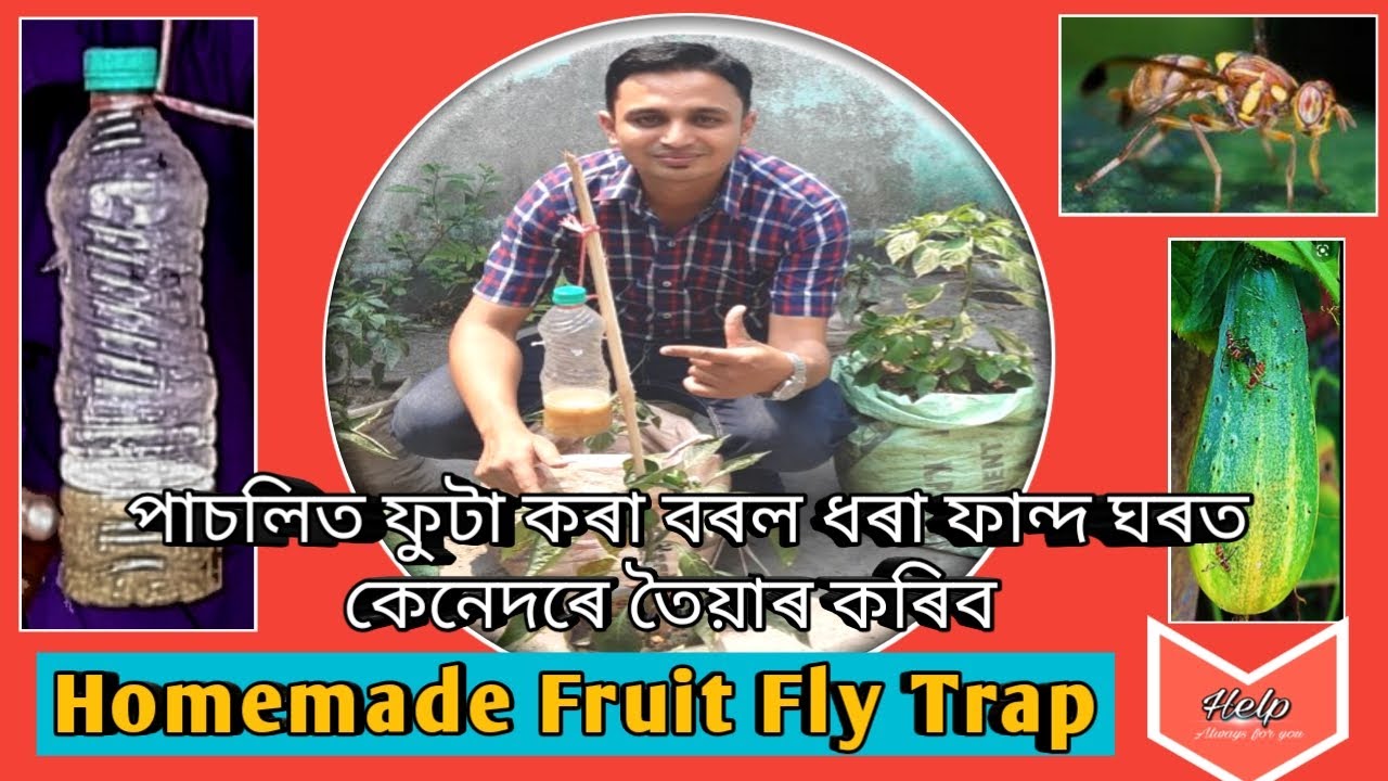 পাচলিত বিন্ধা কৰা বৰল জাতীয় পোক ধৰা ফান্দ ঘৰত কেনেদৰে তৈয়াৰ কৰিব পাৰি ।।  Homemade Fruit Fly Trap