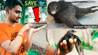 common swift Bird🐦Saving a Baby Bird- Rescue Mission | Heart Touching #viral #swift #birds #vlogging screenshot 1