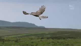 Hen Harrier Day 2017