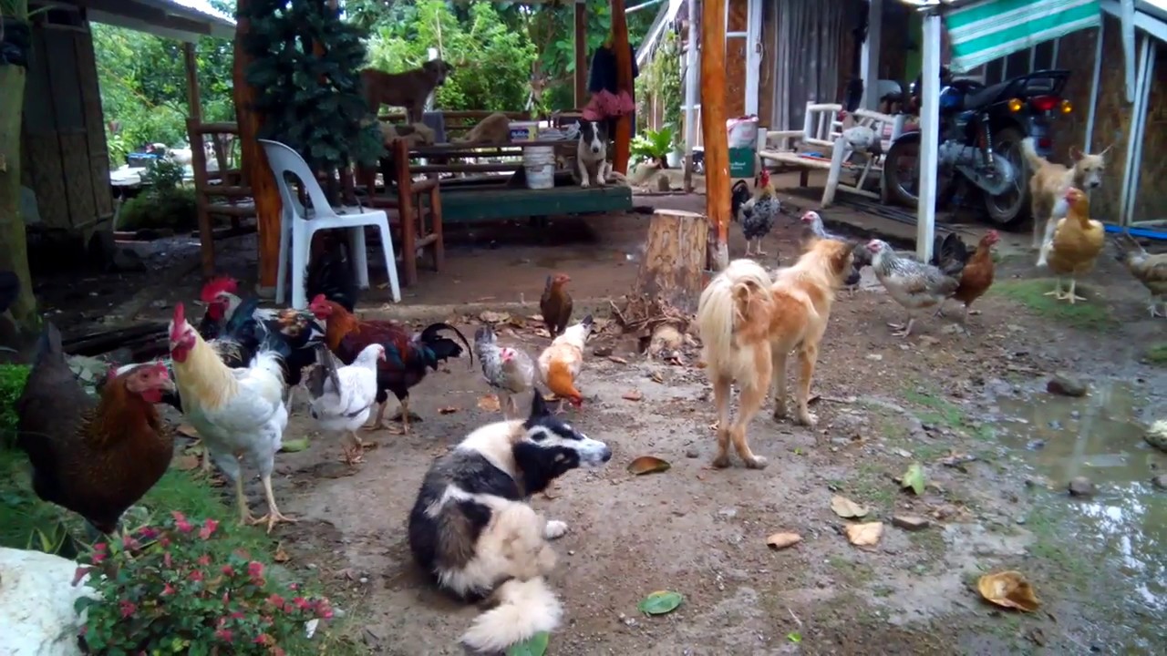 Native Chicken Getting Bigger 