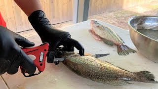 How to Clean Crappie - Bubba Cordless Electric Fillet Knife 