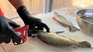 How to Clean Crappie - Bubba Cordless Electric Fillet Knife