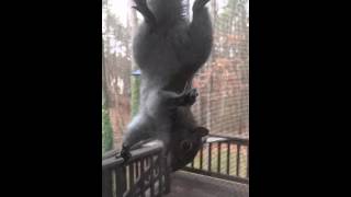 Squirrel hangs on screen window to eat!!