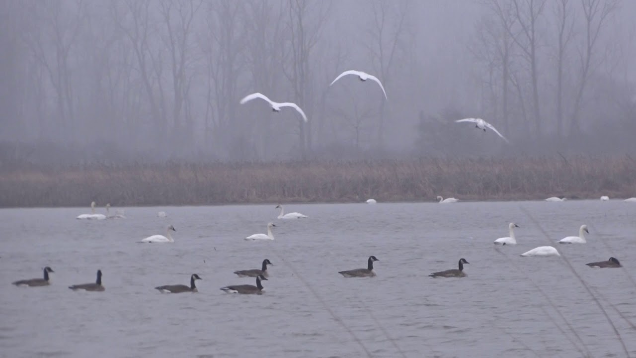 Pond full of Swans at Killdeer Plains Wildlife Area YouTube