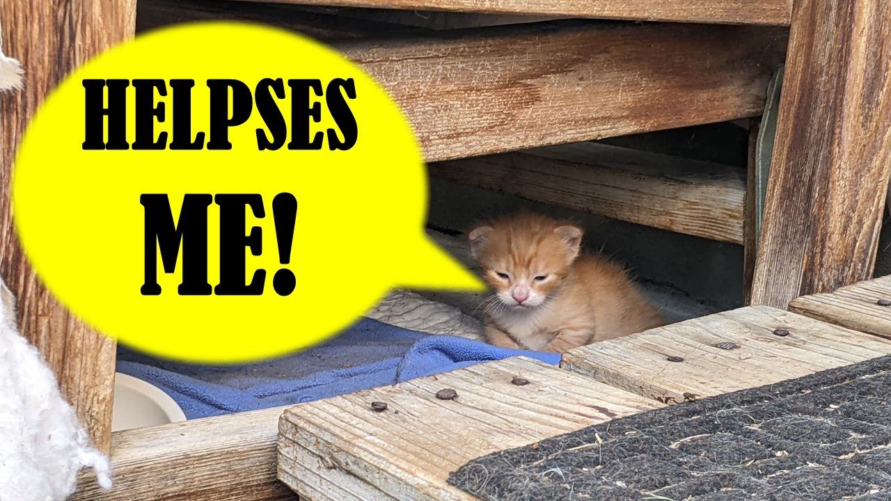 Come with me on a kitten rescue! YouTube