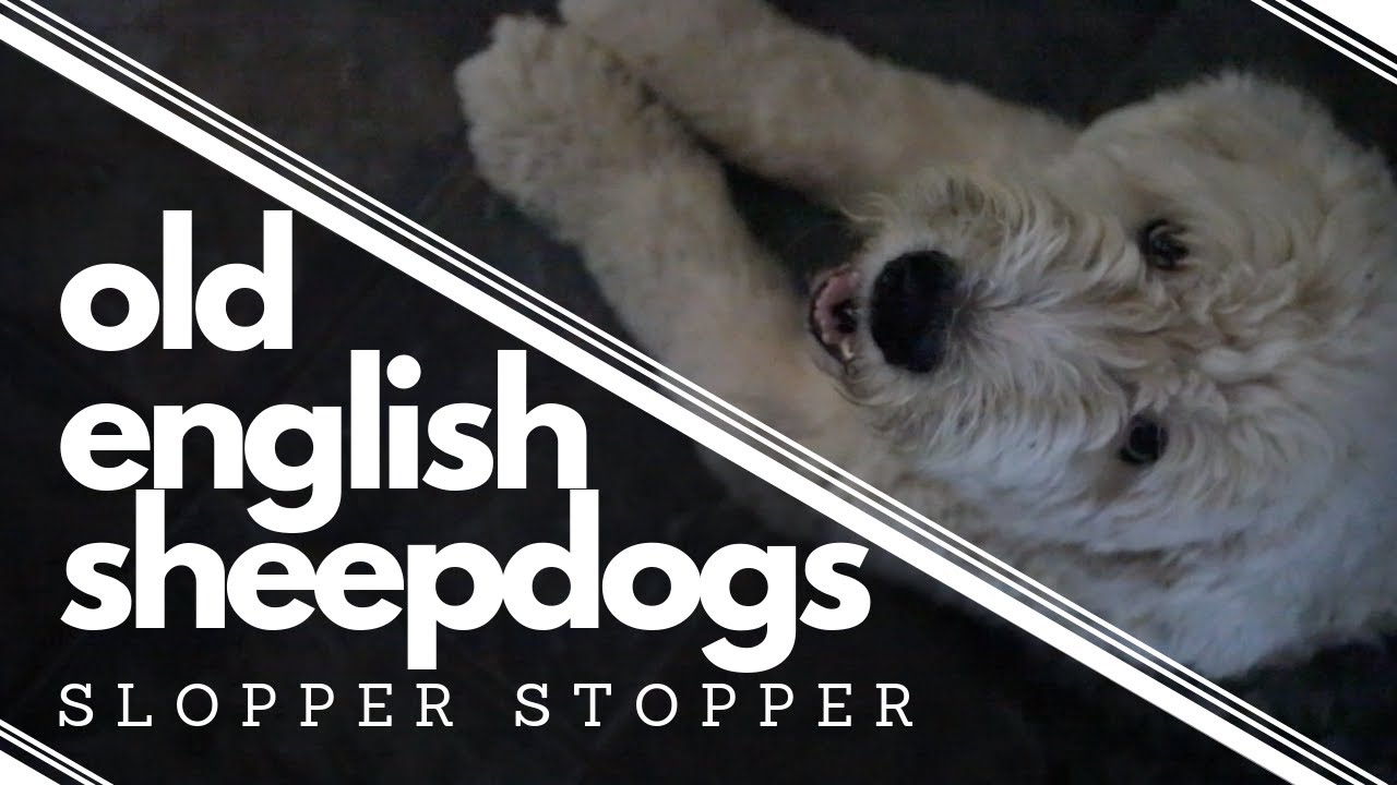 Things you should know before getting an Old English Sheepdog┃Slopper Stopper ┃Ed&Mel