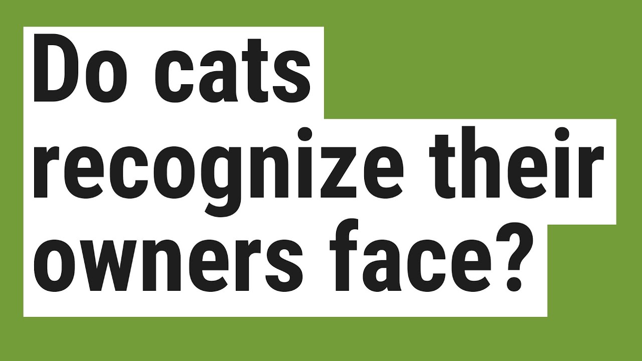 Do cats recognize their owners face? YouTube