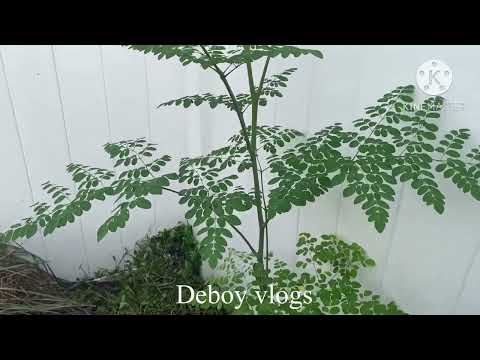 Vlog Video / My mini garden update w/ new plants #deboyvlogs #vlogvideo #newplants