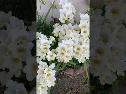 Spring Flowers 2023