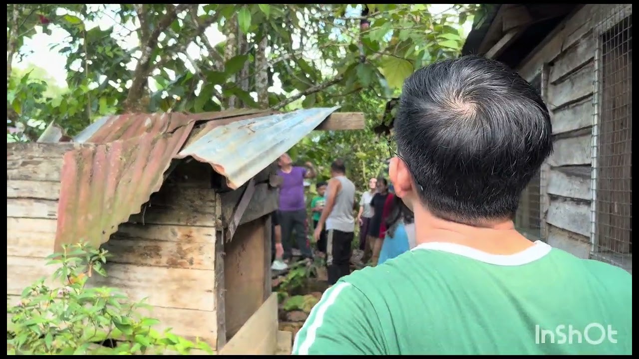 Ambil buah di kebun belakang rumah panjang lama