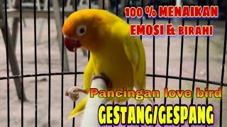 PANCINGAN LOVEBIRD LUTINO GESTANG/GESPANG|| pancingan birahi emosi lb jantan