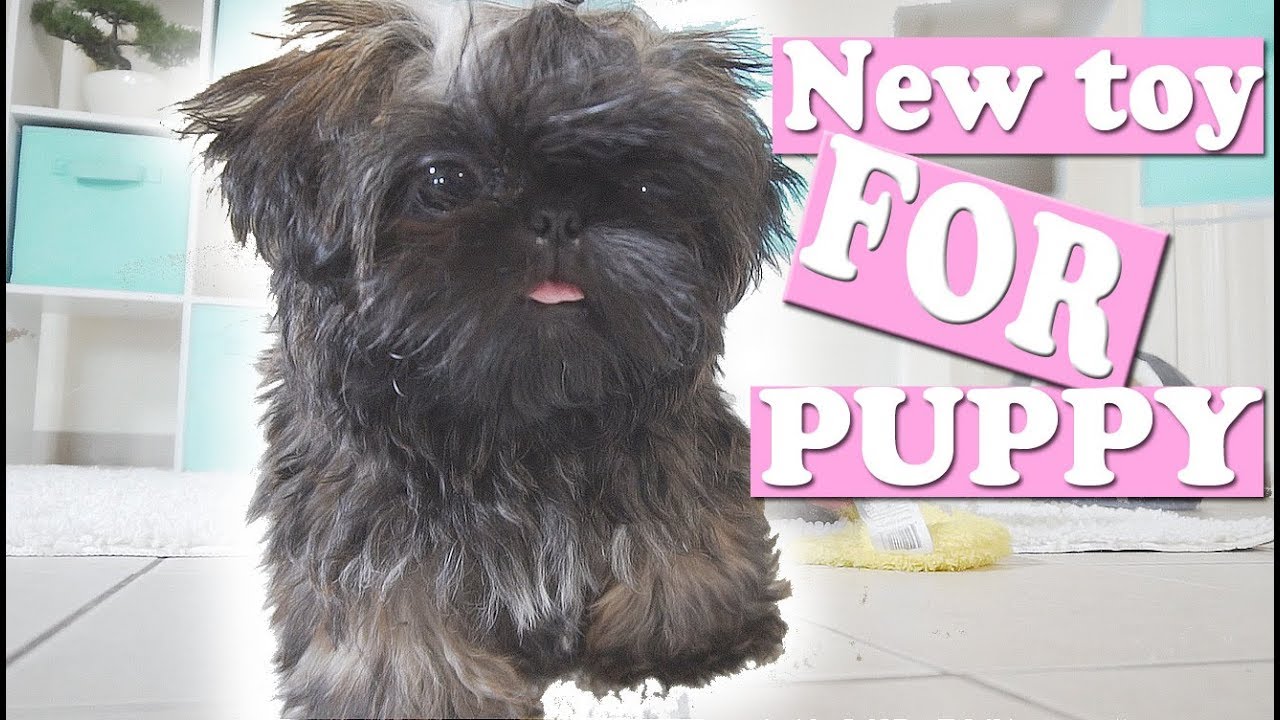 toy shih tzu puppies