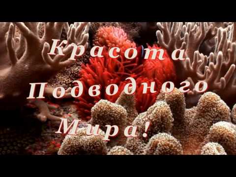 Удивительная красота подводного мира!