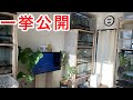 ルームツアーをしながらこだわり抜いた飼育環境・レイアウトを紹介‼︎