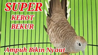 Download Lagu Perkutut Lokal Kerot Gacor Dan Bekur Pancingan Ampuh Bikin Birahi Perkutut MP3