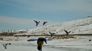 Sadece Shotkam Vuruşlarim En İyi̇ Ördek Avlarim Seçmece 38 Vuruş Охотанауток Шоткам Mybestduck Hunts