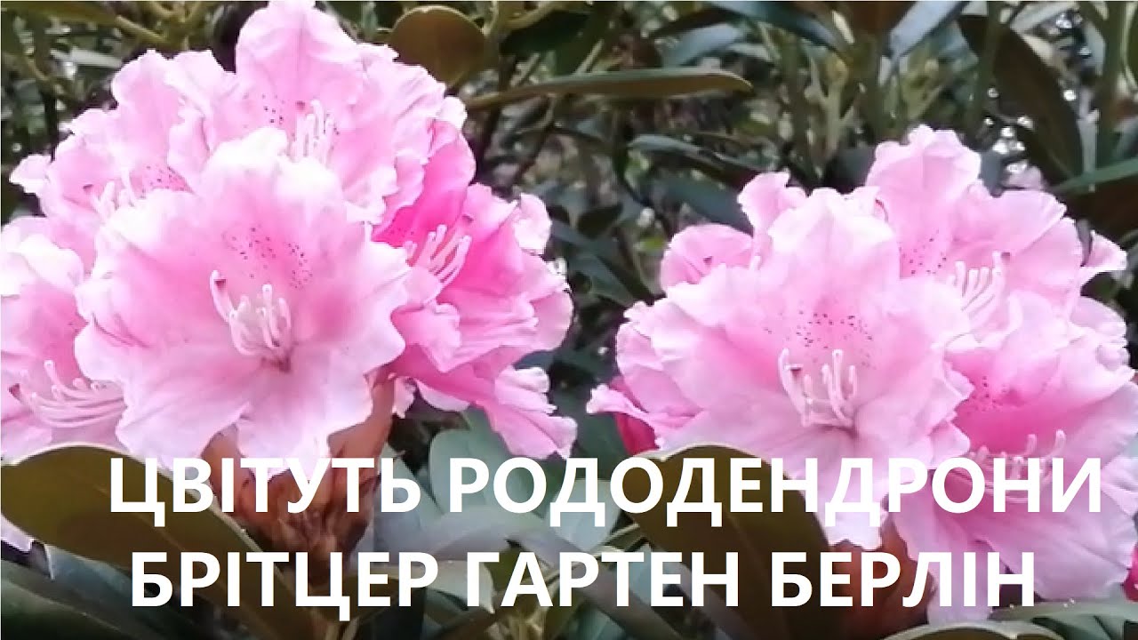 Цвітуть рододендрони в Брітцер парку - YouTube
