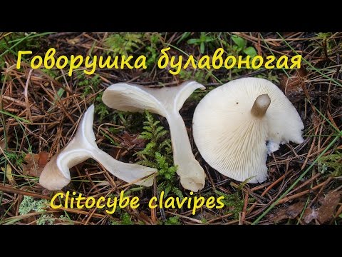 Говорушка булавоногая не дружит с алкоголем